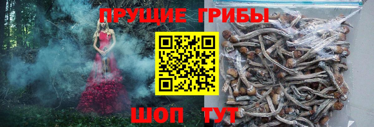 Псилоцибиновые грибы Psilocybine cubensis  Галлюциногенные грибы Cubensis  Вход с VPN  Артём 